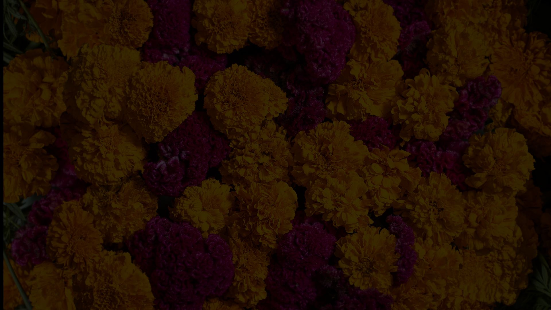 A dense cluster of marigold and magenta flowers, reminiscent of Día de los Muertos, fills the frame with bright yellow and deep pink hues.
